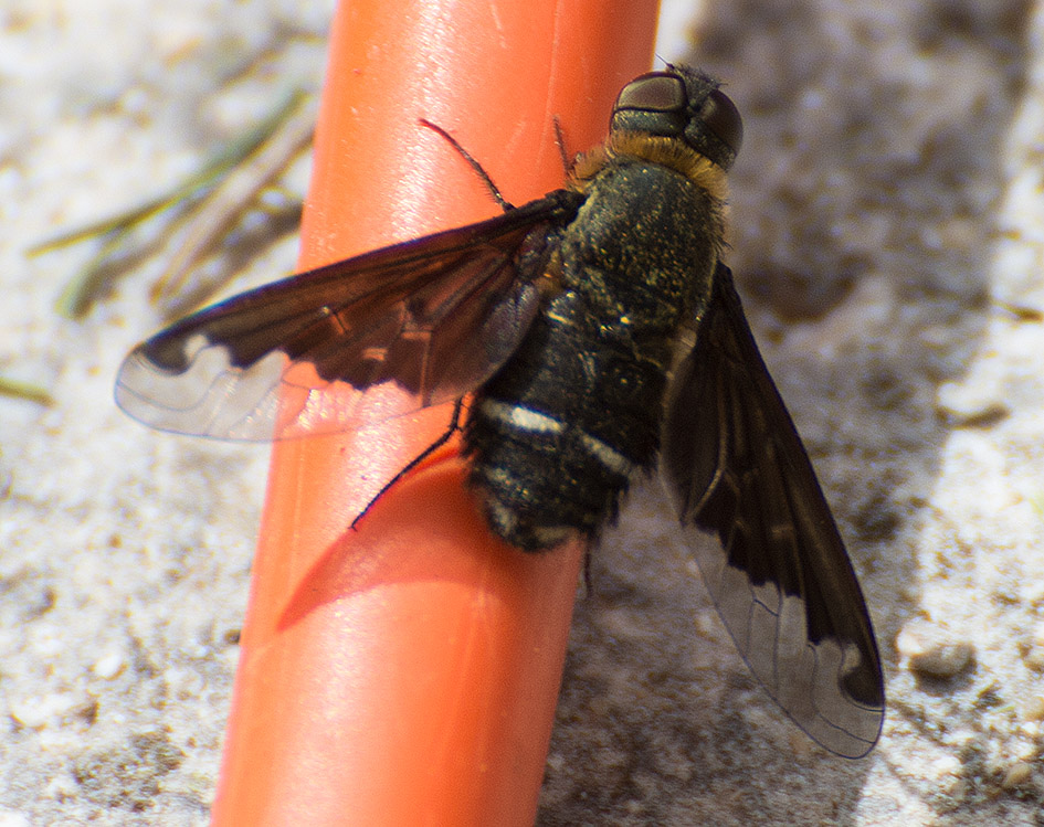 Hemipenthes velutina (Bombyliidae)